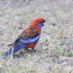 Platycercus elegans (Crimson Rosella) at Gossan Hill - 26 Oct 2018 by Alison Milton