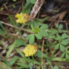 Trifolium campestre (Hop Clover) at Bruce, ACT - 18 Nov 2017 by PeteWoodall