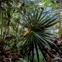 Livistona australis (Australian Cabbage Palm) at Corunna State Forest - 1 Oct 2018 by LocalFlowers