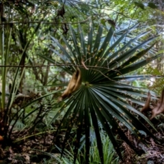Livistona australis (Australian Cabbage Palm) at Corunna, NSW - 1 Oct 2018 by WildernessPhotographer