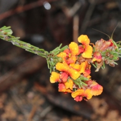 Dillwynia sp. at Bruce, ACT - 18 Nov 2017 by PeteWoodall