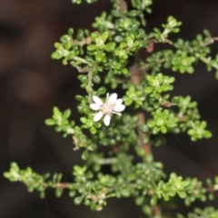 Olearia microphylla (Olearia) at Black Mountain - 17 Nov 2017 by PeteWoodall