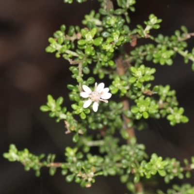 Olearia microphylla (Olearia) at Black Mountain - 17 Nov 2017 by PeteWoodall