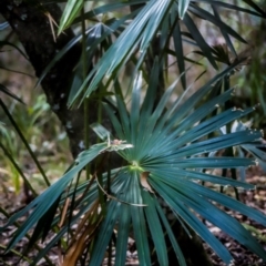 Livistona australis (Australian Cabbage Palm) at Corunna, NSW - 1 Oct 2018 by LocalFlowers