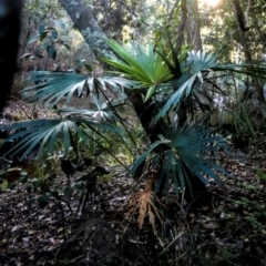 Livistona australis (Australian Cabbage Palm) at Corunna State Forest - 1 Oct 2018 by LocalFlowers