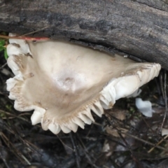 zz agaric (stem; gills white/cream) at Black Mountain - 17 Nov 2017 by PeteWoodall