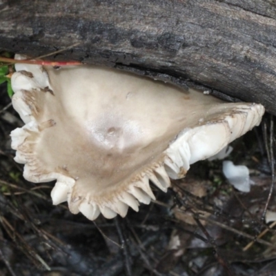 zz agaric (stem; gills white/cream) at Black Mountain - 17 Nov 2017 by PeteWoodall