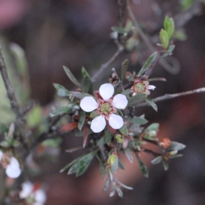 Gaudium multicaule (Teatree) at Bruce, ACT - 17 Nov 2017 by PeteWoodall