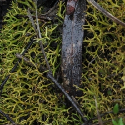 Cladia aggregata (A lichen) at Bruce, ACT - 18 Nov 2017 by PeteWoodall