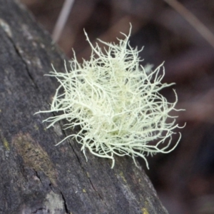 Usnea sp. (genus) at Bruce, ACT - 18 Nov 2017