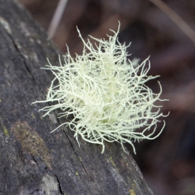 Usnea sp. (genus) (Bearded lichen) at Bruce, ACT - 17 Nov 2017 by PeteWoodall