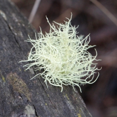 Usnea sp. (genus) (Bearded lichen) at Black Mountain - 17 Nov 2017 by PeteWoodall