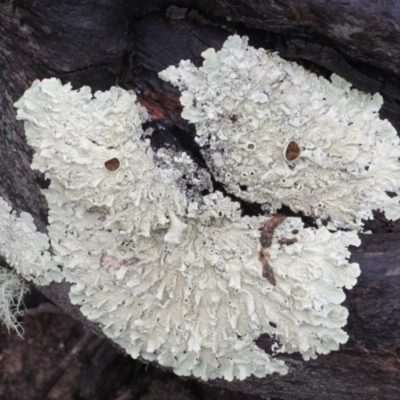 Parmeliaceae (family) (A lichen family) at Black Mountain - 17 Nov 2017 by PeteWoodall