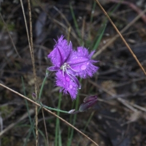 Thysanotus tuberosus subsp. tuberosus at Bruce, ACT - 18 Nov 2017 08:06 AM