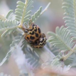 Harmonia conformis at Bruce, ACT - 26 Oct 2018 04:08 PM