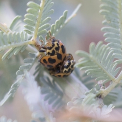 Harmonia conformis (Common Spotted Ladybird) at Bruce Ridge to Gossan Hill - 26 Oct 2018 by AlisonMilton