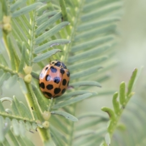 Harmonia conformis at Bruce, ACT - 26 Oct 2018