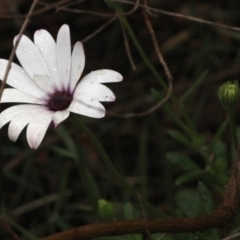 Dimorphotheca ecklonis (African Daisy) at Bruce, ACT - 17 Nov 2017 by PeteWoodall