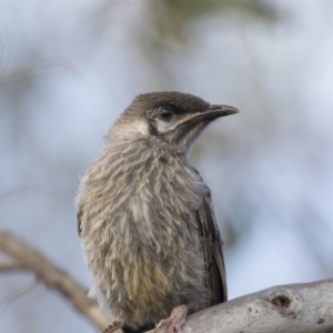 Anthochaera carunculata at Bruce, ACT - 26 Oct 2018