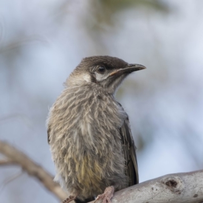 Anthochaera carunculata (Red Wattlebird) at Bruce Ridge to Gossan Hill - 26 Oct 2018 by AlisonMilton