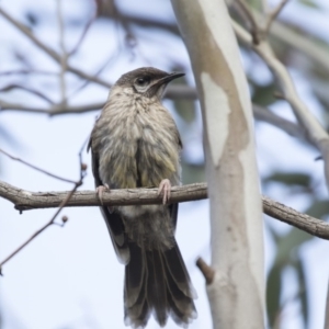 Anthochaera carunculata at Bruce, ACT - 26 Oct 2018