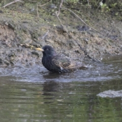 Sturnus vulgaris (Common Starling) at Belconnen, ACT - 26 Oct 2018 by AlisonMilton