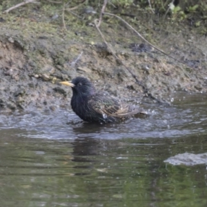 Sturnus vulgaris at Belconnen, ACT - 26 Oct 2018 04:41 PM