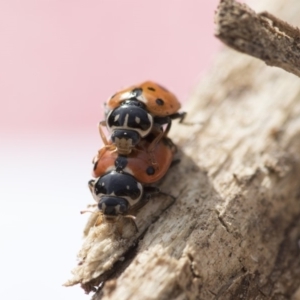 Hippodamia variegata at Higgins, ACT - 24 Oct 2018 03:39 PM