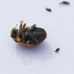 Hippodamia variegata at Higgins, ACT - 24 Oct 2018 03:39 PM