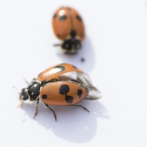 Hippodamia variegata at Higgins, ACT - 24 Oct 2018 03:39 PM