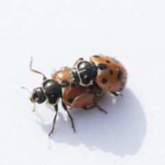 Hippodamia variegata at Higgins, ACT - 24 Oct 2018