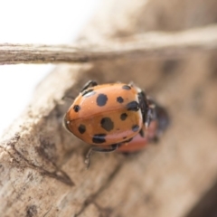 Hippodamia variegata at Higgins, ACT - 24 Oct 2018 03:39 PM