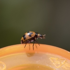 Coccinella transversalis at Higgins, ACT - 24 Oct 2018 03:33 PM