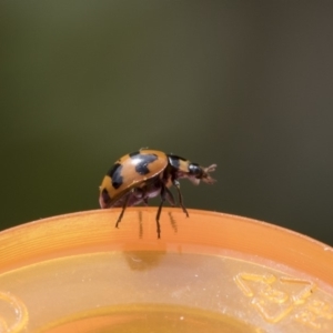 Coccinella transversalis at Higgins, ACT - 24 Oct 2018 03:33 PM