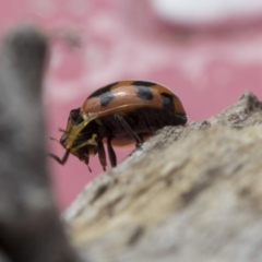 Coccinella transversalis at Higgins, ACT - 24 Oct 2018 03:33 PM