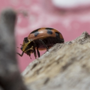 Coccinella transversalis at Higgins, ACT - 24 Oct 2018 03:33 PM