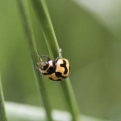 Coccinella transversalis at Higgins, ACT - 24 Oct 2018 03:33 PM