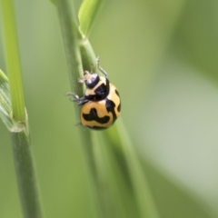 Coccinella transversalis at Higgins, ACT - 24 Oct 2018 03:33 PM