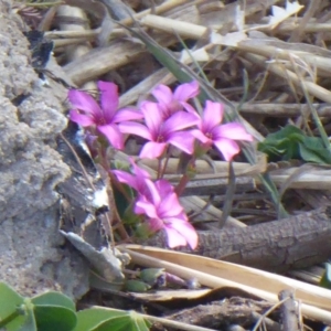 Oxalis articulata at Dunlop, ACT - 25 Oct 2018