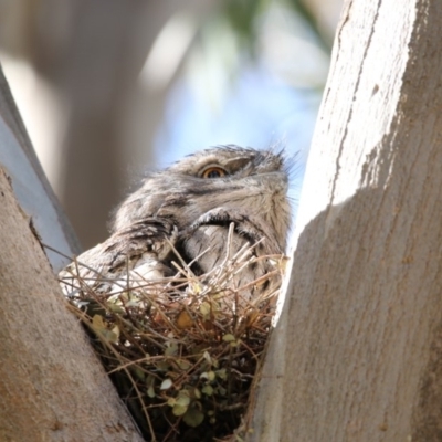 Podargus strigoides (Tawny Frogmouth) at ANBG - 18 Oct 2018 by AlisonMilton