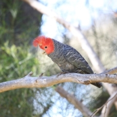 Callocephalon fimbriatum (Gang-gang Cockatoo) at Acton, ACT - 19 Oct 2018 by AlisonMilton