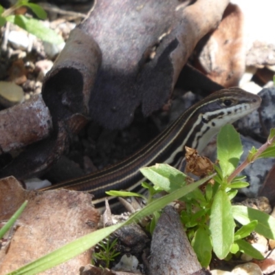 Ctenotus taeniolatus (Copper-tailed Skink) at Acton, ACT - 26 Oct 2018 by Christine