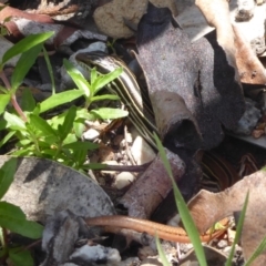 Ctenotus taeniolatus at Acton, ACT - 26 Oct 2018