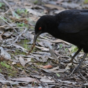 Corcorax melanorhamphos at Hackett, ACT - 19 Oct 2018