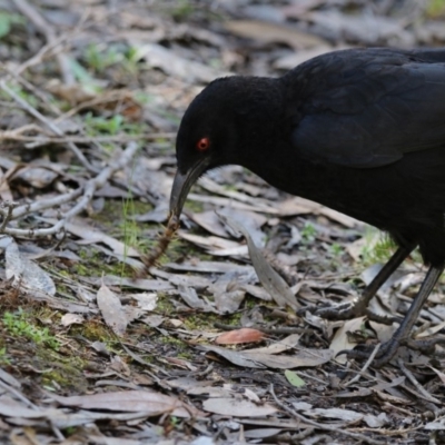 Corcorax melanorhamphos (White-winged Chough) at Hackett, ACT - 19 Oct 2018 by AlisonMilton