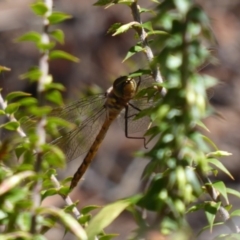 Hemicordulia tau (Tau Emerald) at Acton, ACT - 26 Oct 2018 by Christine