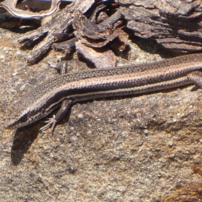 Morethia boulengeri (Boulenger's Skink) at Black Mountain - 26 Oct 2018 by Christine