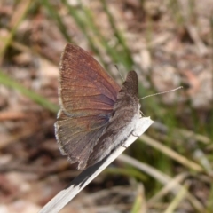 Erina hyacinthina (Varied Dusky-blue) at Black Mountain - 26 Oct 2018 by Christine