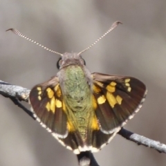 Trapezites phigalioides (Montane Ochre) at Black Mountain - 26 Oct 2018 by Christine