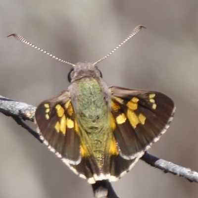 Trapezites phigalioides (Montane Ochre) at Black Mountain - 26 Oct 2018 by Christine